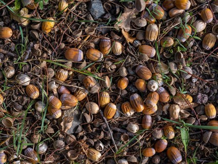 Acorns on the ground under an oak tree, Offenbach am Main, Hesse, Germany, Europe