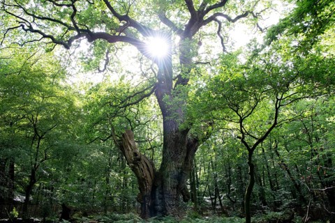 English oak (Quercus robur), Friederikeneiche natural monument, Hasbruch, Lower Saxony, Germany,