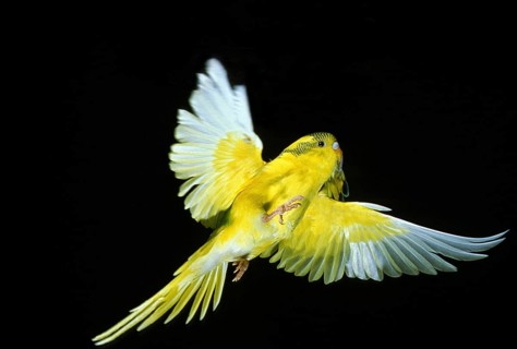 BUDGERIGAR (melopsittacus undulatus), ADULT IN FLIGHT
