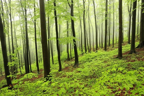 Spring beech forest in misty, rainy weather, Bischofskoppe Mountain, May, Poland, Europe