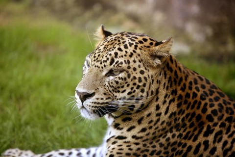 African leopard on resting over green grass