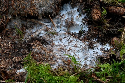 Mushroom mycelium