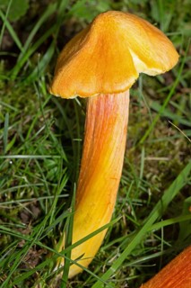 Fibrous Waxcap (Hygrocybe intermedia)