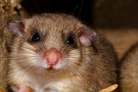Edible dormouse (Glis glis), young