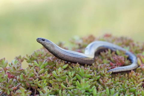 Slow worm, Anguis fragilis