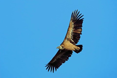 Griffon vulture, Gyps fulvus, flies