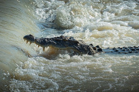 Saltwater crocodile, also known as saltie (Crocodylus porosus) at the Cahill Crossing ford through