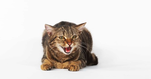 Brown Tabby Domestic Cat, Female Meowing on White Background