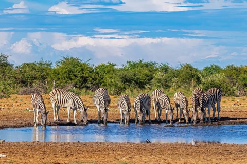 At the waterhole