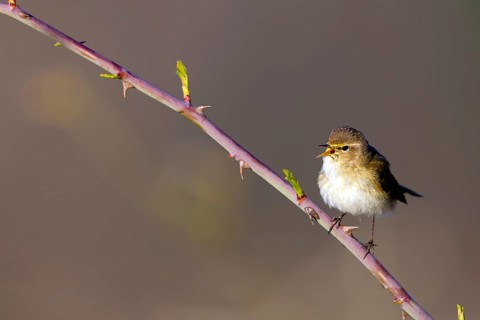 Chiffchaff, (Phylloscopus collybita), (Phylloscopus collybitus), willow warbler, songbird, perch,