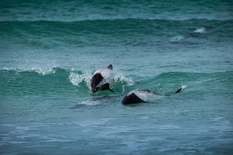 Commerson's dolphins (Cephalorhynchus commersonii), also known as Jacobita or Tonina, surfing in a