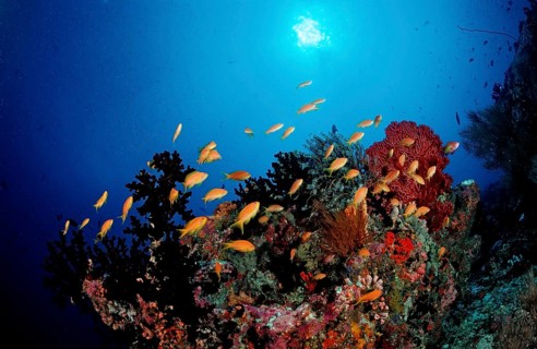 Coral reef with bannerfish, Pseudanthias squamipinnis, Maldives, Indian Ocean, Meemu Atoll, Asia