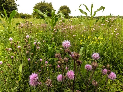Green fallow with field thistle (Cirsium avense) and rape (Brassica napus) on former maize field