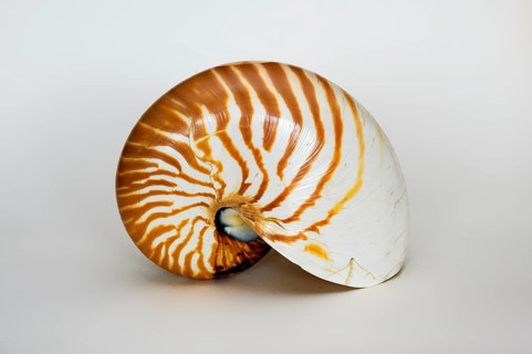Nautilus shell, pearl boat (Nautilidae), family of cephalopods