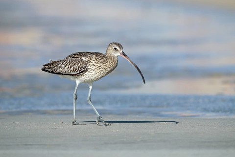 Eurasian curlew, Numenius arquata, Oman, Asia