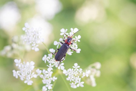 Cantharis fusca (Cantharis fusca), foraging on a flower, Lower Saxony, Germany, Europe