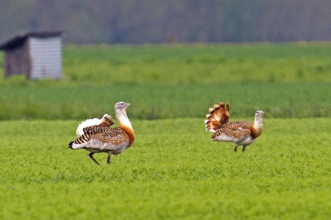 Great bustard (Otis tarda), male