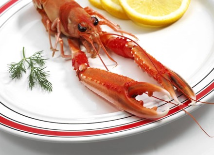 DUBLIN BAY PRAWN OR NORWAY HOBSTER OR SCAMPI ephrops norvegicus ON PLATE