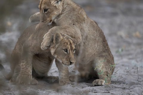 Lion cubs (Panthera leo juvenil) playing, Hyena pan private game reserve, Khwai river area,