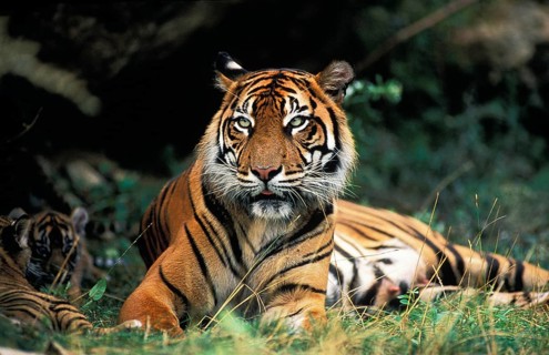 Sumatran Tiger (panthera tigris sumatrae), Mother and Cub