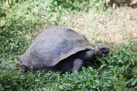 Galapagos giant tortoise, Chelonoidis nigra, Santa Cruz Island, Galapagos, Ecuador, South America