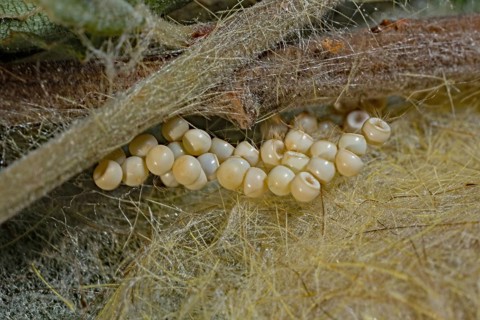Rusty Tussock Moth (Orgyia antiqua), clutch, thread web