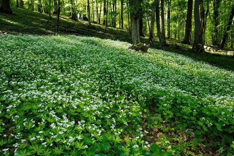 Sweet Woodruff, Woodruff (Asperula odorata) (Galium odoratum), Fragrant bedstraw, Red plants