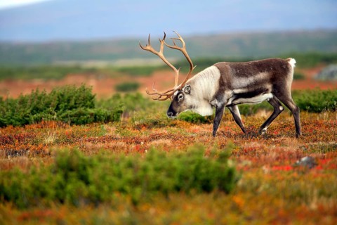 Reindeer (Rangifer tarandus), male, Mittadalen, lateral, Sweden, Europe