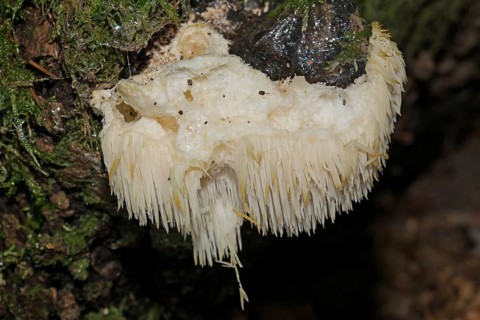 Thorny spikenard (Hericium cirrhatum)