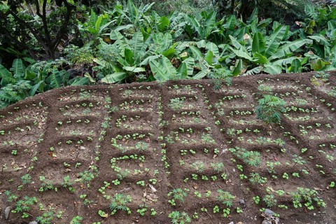 Irrigated field terrace with beans and cassava, Paul Valley, Ribeira do Paul, Santo Antao Island,