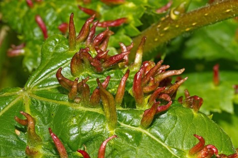 Bugle gall (Eriophyes tiliae)