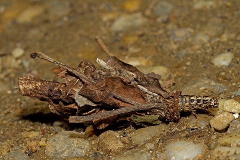 Hairy sweep (Canephora hirsuta), hairy sweep