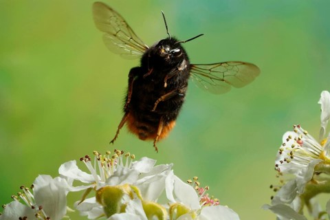 Red-tailed bumblebee (Bombus lapidarius), bumblebee, detached