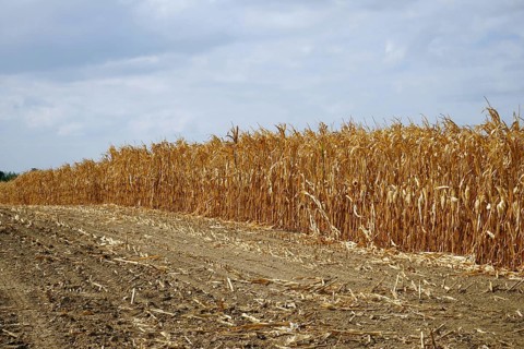 Withered cornfield, dry summer 2018, drought, Wetterau, Hesse, Germany, Europe