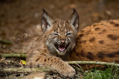 Eurasian lynx (Lynx lynx) with young