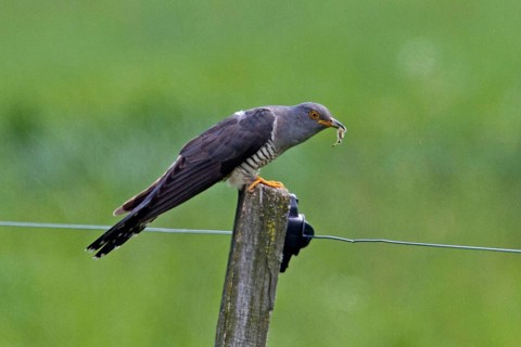 Common cuckoo (Cuculus canorus)
