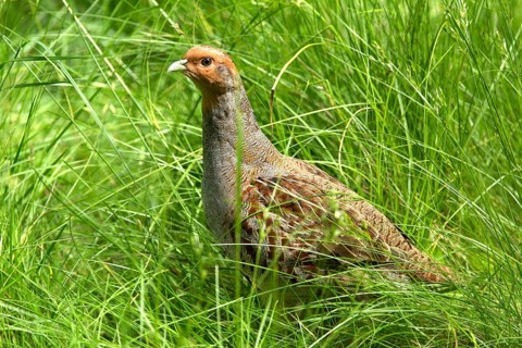 Grey Partridge (Perdix perdix)