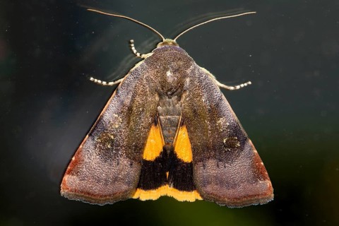 Small broad-edged yellow lesser broad bordered yellow underwing (Noctua janthe)