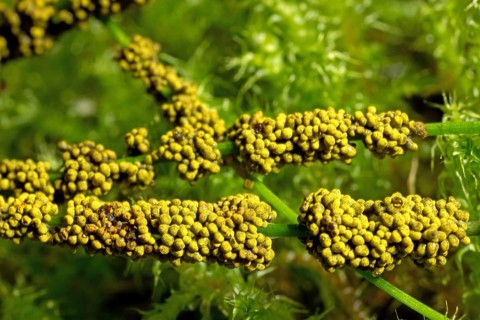 Slime mould (Physarum virescens)