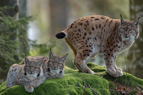 Eurasian lynx (Lynx lynx) and cubs