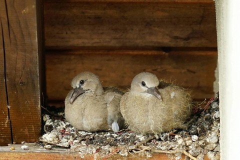 Pigeons, young birds in nest, pigeon nest on farmhouse, Bavaria, Germany, Europe
