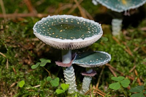 Verdigris agaric (Stropharia aeruginosa)
