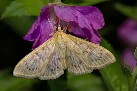Mother of pearl moth (Pleuroptya ruralis)