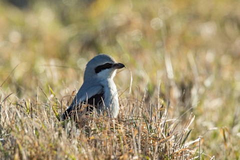 Great grey shrike (Lanius excubitor), Bavaria, Germany, Europe