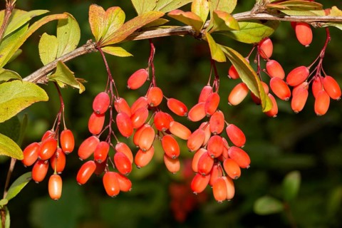 European barberry (Berberis vulgaris)
