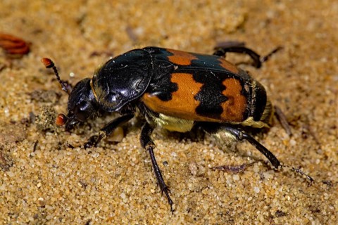 Common sexton beetle (Nicrophorus vespillo)