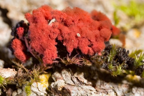 Carnival candy slime mold (Arcyria denudata)