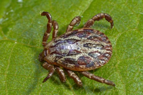 Marsh tick (Dermacentor reticulatus), male