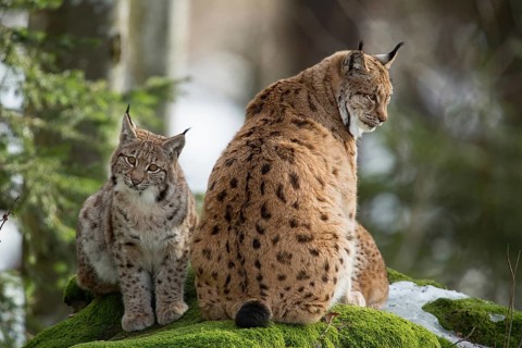 Eurasian lynx (Lynx lynx) with young