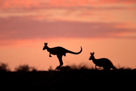 Red Kangaroos (Macropus rufus), Sturt national park, New South Wales, Australia, Rote